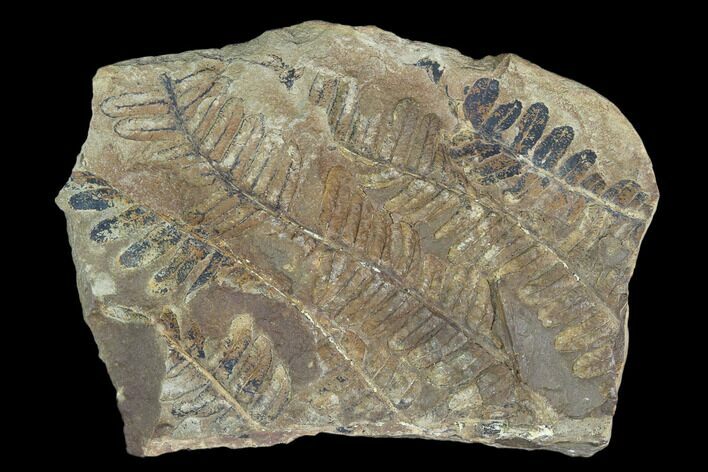 Fossil Fern (Pecopteris) Plate - Mazon Creek #121042
